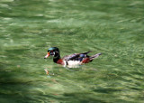 Wood Duck - Wildlife State Park