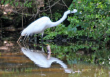 Egret - Wildlife State Park