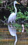 Egret - Wildlife State Park