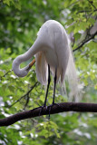 Egret - Wildlife State Park