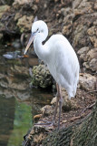 Egret - Wildlife State Park