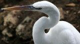 Egret - Wildlife State Park