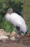 Wood Stork - Wildlife State Park