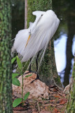 Egret - Wildlife State Park