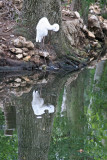 Egret - Wildlife State Park