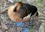 Wood Duck - Wildlife State Park