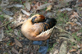 Wood Duck - Wildlife State Park