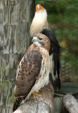 Hawks - Wildlife State Park