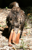 Hawk - Wildlife State Park