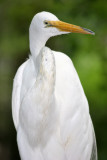 Egret - Wildlife State Park