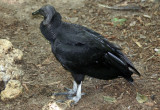 Black Vulture - Wildlife State Park