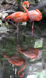 Flamingos - Wildlife State Park