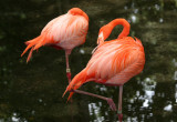 Flamingos - Wildlife State Park