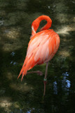 Flamingo - Wildlife State Park