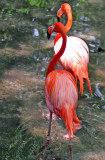 Flamingos - Wildlife State Park