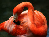 Flamingo - Wildlife State Park