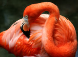 Flamingo - Wildlife State Park