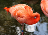 Flamingos - Wildlife State Park