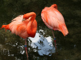 Flamingos - Wildlife State Park