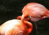 Flamingos - Wildlife State Park