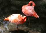 Flamingos - Wildlife State Park