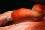 Flamingo - Wildlife State Park