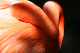 Flamingo - Wildlife State Park