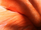 Flamingo - Wildlife State Park