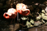 Flamingos - Wildlife State Park
