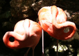 Flamingos - Wildlife State Park