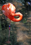 Flamingo - Wildlife State Park