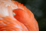 Flamingo - Wildlife State Park