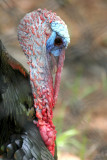Wild Turkey - Wildlife State Park