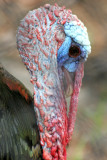 Wild Turkey - Wildlife State Park