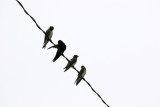 Frigatebirds on a Wire