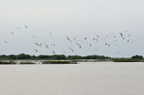 Gulls - View from Cedar Key Road