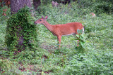 Deer - Rainbow Springs State Park