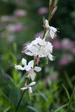 Gaura