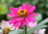 Miniature Zinnia Blossom