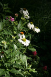 Echinacea - Southwest Corner Garden
