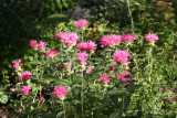 Bee Balm - Southwest Corner Garden