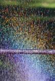 Sprinkler Rainbow