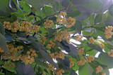 Linden Tree Blossoms