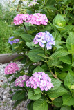 Hydrangea Blossoms
