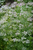 Cilantro Blossoms