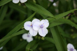 Tradescantia