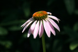 Echinacea