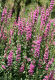 Salvia