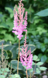 Salvia