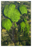 River Coln,Bibury